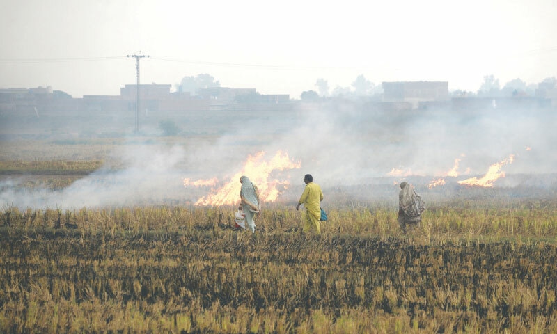  Farmers put crop stubble on fire in a field in Shahdara: the burning of crop stubble has been banned by the government in an attempt to curb the rise in smog  | White Star 