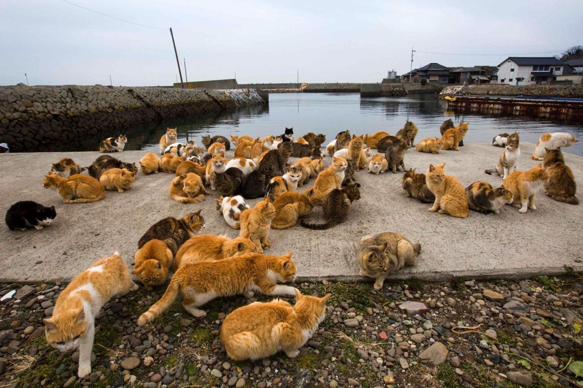 Tashirojima – Japan's Cat Island – Unusual Places