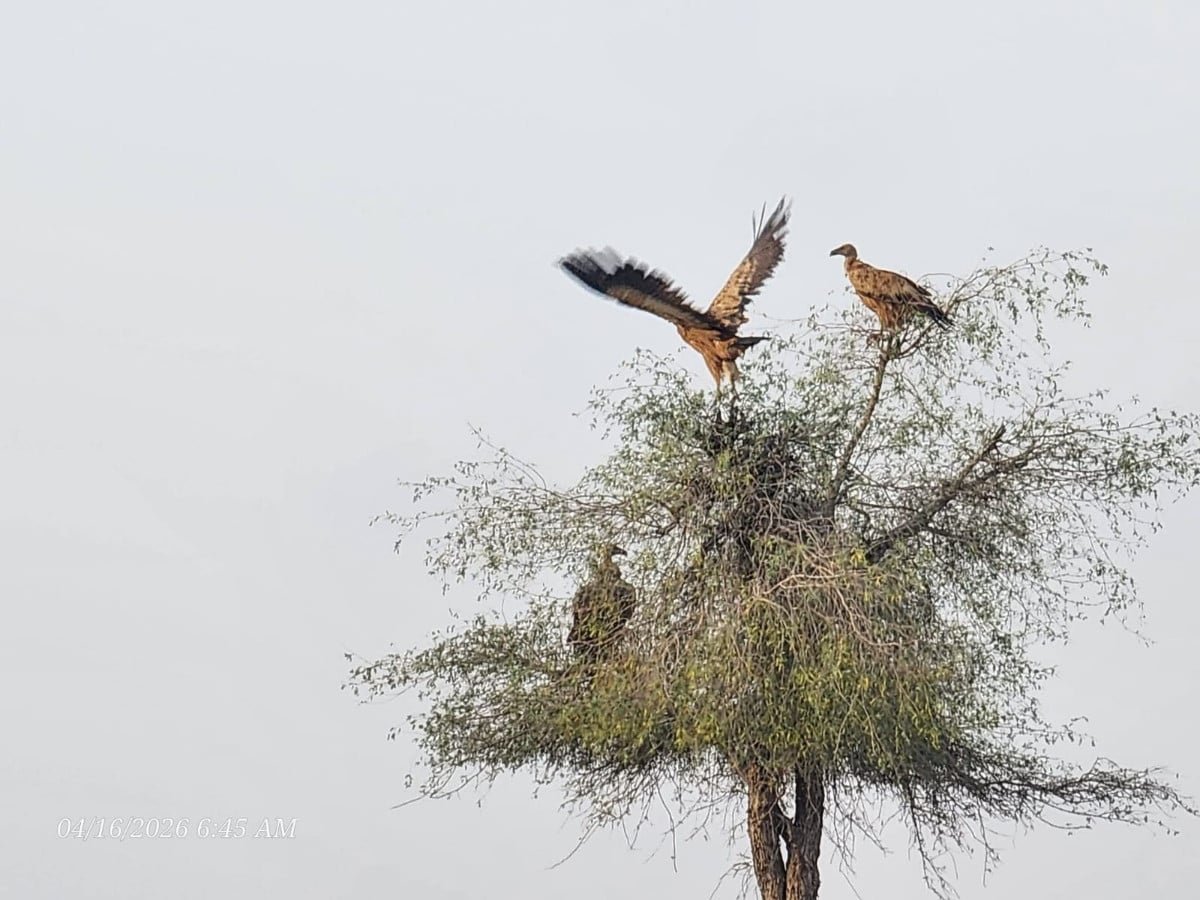 Vultures are primarily scavengers, feeding on carcasses, and play a vital role in maintaining environmental sanitation. PHOTO: EXPRESS NEWS