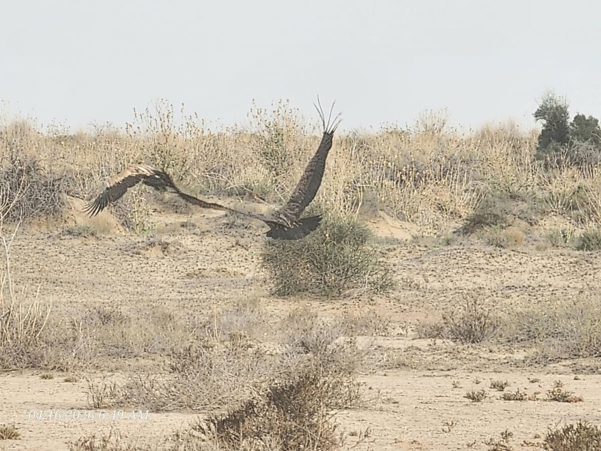 Experts said Eurasian griffon vultures are mainly found in northern mountainous regions of Pakistan, including Khyber Pakhtunkhwa, Gilgit-Baltistan, and parts of Balochistan. PHOTO: EXPRESS NEWS