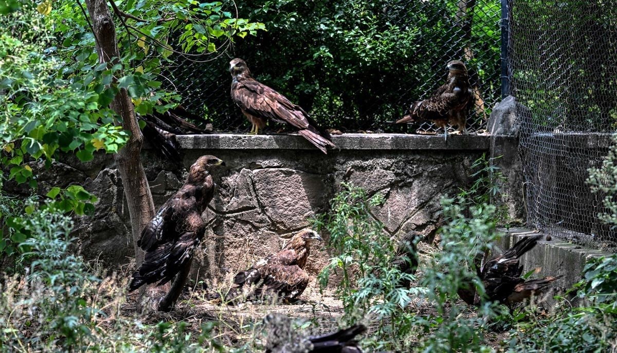 Kites resting inside a cage at the Margallah Wildlife Rescue Centre in Islamabad, July 7, 2026.PHOTO:AFP